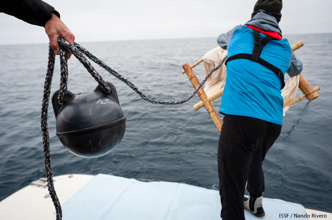 ISSF's tweet photo. What are Fish Aggregating Devices -- and why is managing them well critical for ensuring sustainable fisheries? https://t.co/DHIv3SIdHH #FAD #ScienceToSustainability https://t.co/gWjX1TY5Kb