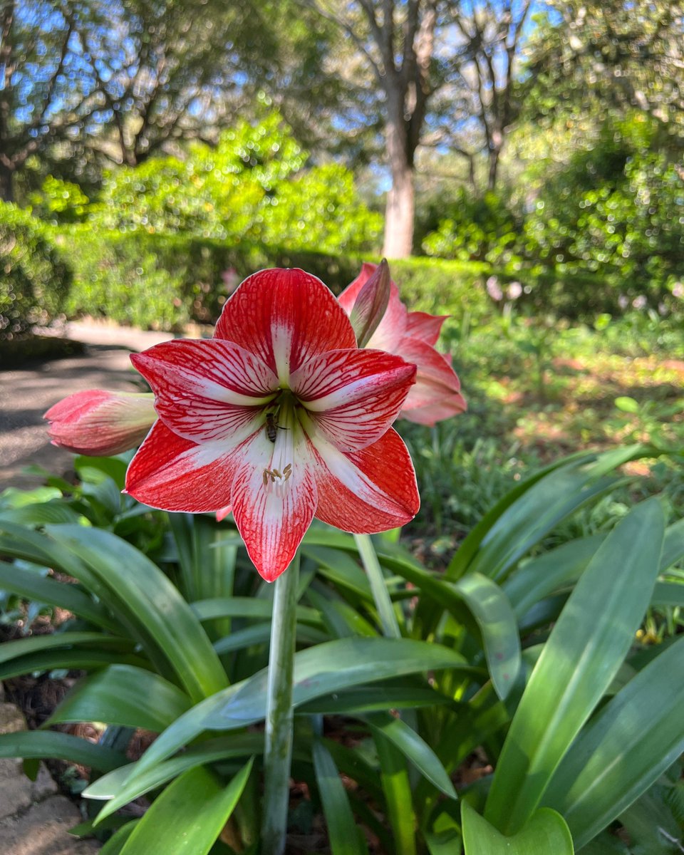 Where flowers bloom, love grows 💐❤️ Come visit our gardens and experience the magic of nature's love story! #NatureLovers #GardenLife #GardenInspiration #GardenMagic