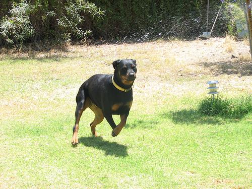 RandomDowg's tweet photo. Here's your Daily #Dog ! #Rottweiler #randomdowg https://t.co/ECMCs1ip1t