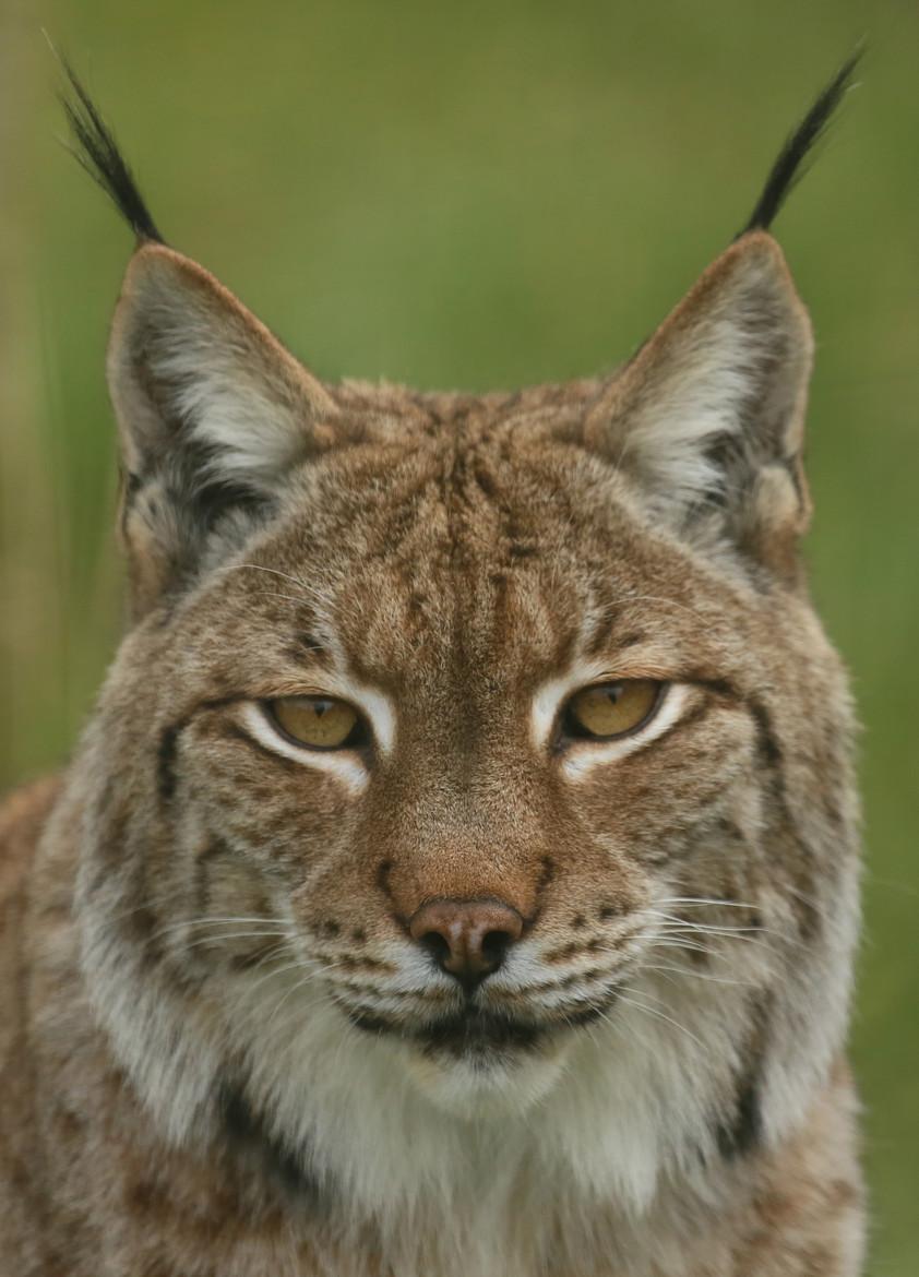 HourlyLynxes's tweet photo. HourlyLynxes presents: https://t.co/9HRcwUhrKh