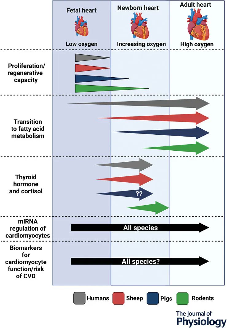 Journal of Physiology (@jphysiol) on Twitter photo A Topical from <a href="/CatherineDimasi/">Catherine Dimasi</a>, <a href="/JackRTDarby/">Jack Darby</a> and <a href="/ProfessorJanna/">Prof Janna Morrison</a> (Early Origins of Adult Health Research Group, <a href="/UniversitySA/">UniSA</a>) discsusses the mechanisms regulating cardiac proliferation and metabolism before and after birth!
📜buff.ly/419ThH2 A Topical from <a href="/CatherineDimasi/">Catherine Dimasi</a>, <a href="/JackRTDarby/">Jack Darby</a> and <a href="/ProfessorJanna/">Prof Janna Morrison</a> (Early Origins of Adult Health Research Group, <a href="/UniversitySA/">UniSA</a>) discsusses the mechanisms regulating cardiac proliferation and metabolism before and after birth!
📜buff.ly/419ThH2