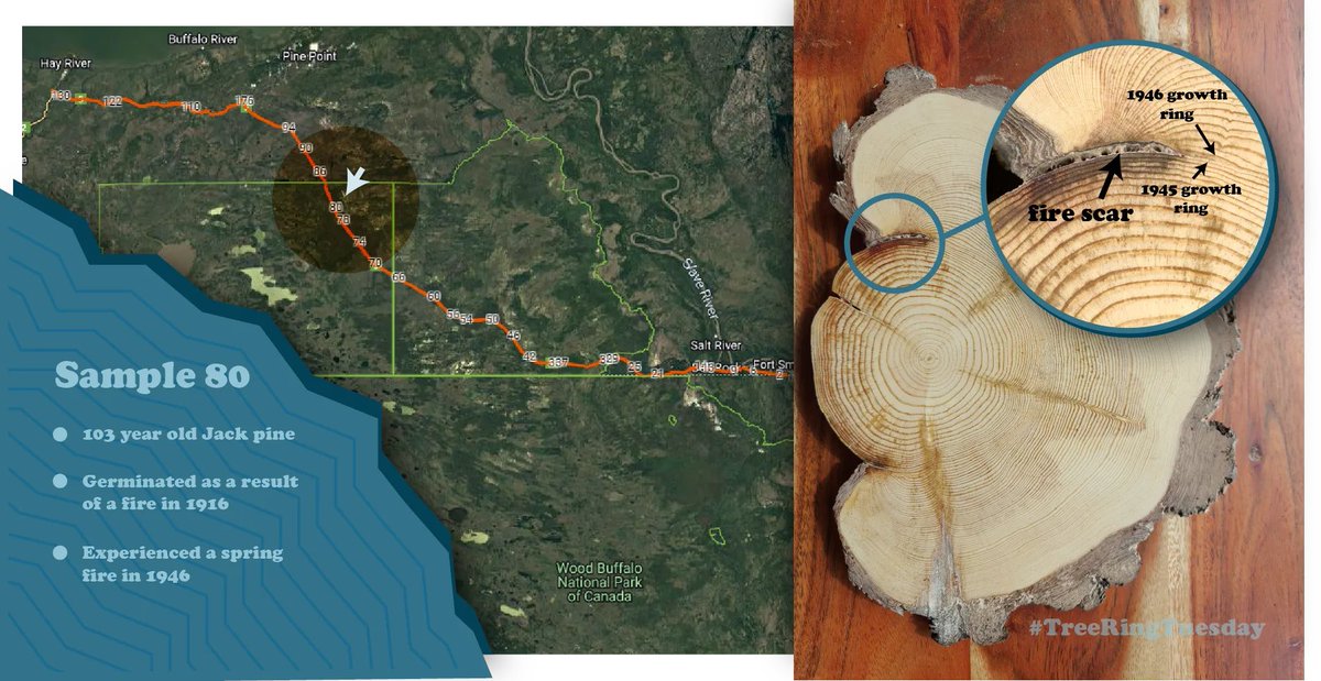 northern_norton's tweet photo. Tree rings are like the history books of the forest. Our researcher @parisien_marc's team sampled trees along a transect in NWT last summer and we're now learning the stories of this landscape. Every #TreeRingTuesday I will share a new sample and its unique history. https://t.co/tRjSO77aKk