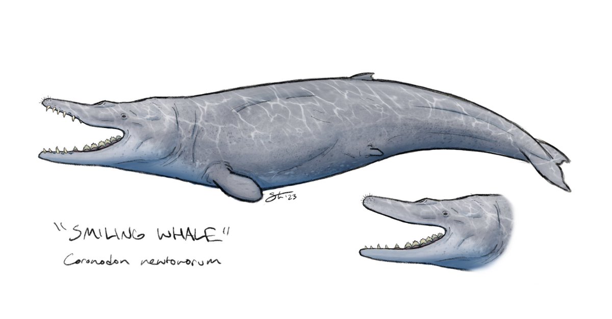 tylerstoneart's tweet photo. Sketch of Coronodon newtonorum. I initially left the front teeth uncovered, based on discussions I’ve had with @BranArtworks and @CoastalPaleo, but I’m still on the fence about the idea, so I included an alternate lipped version. #digitalart #paleoart #sciart #whaleevolution https://t.co/f8ePV85WOD