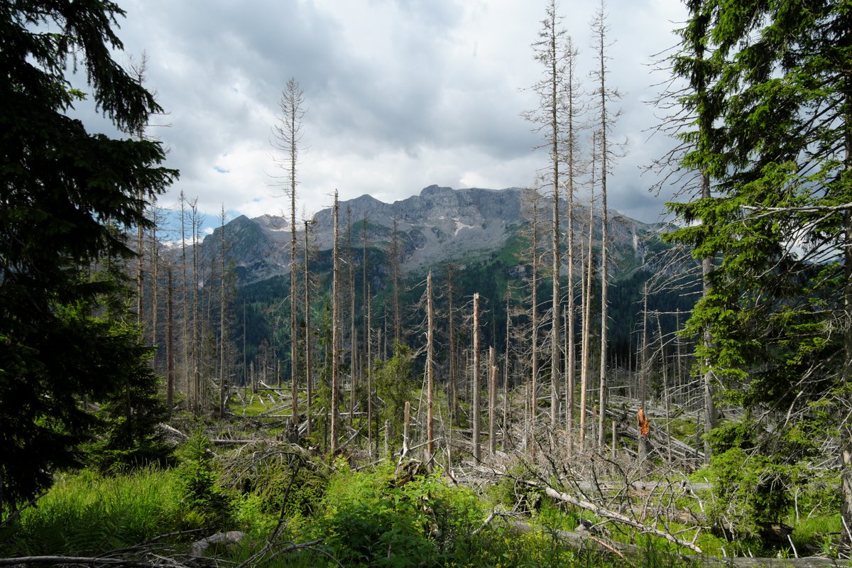 Are you also excited about disturbances as a tool for ecosystem restoration? Then you can help us make it to the "restoration project of the year", by casting your vote here undekade-restoration.de/wahl-projekt-d… for our project "Störungen als Motor der Wiederherstellung"! Open until May 1st!