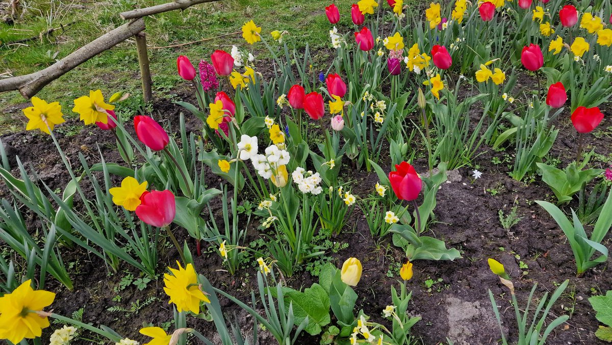 natuurkamer's tweet photo. Het kleurt en geurt in onze #bloementuin. Daar kun je toch alleen maar blij van worden?! 🌷
@deNatureluur #voorjaar #lente #gefladder #sloterpark #spring https://t.co/kCWUq5z5zX