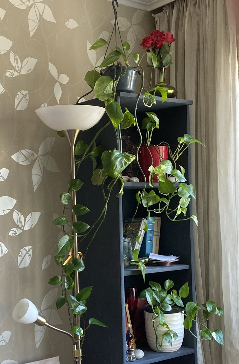 erliotto's tweet photo. Я цветочная мама….
Самому верхнему не хватает 30 см чтобы быть моего роста https://t.co/8HA07susJg