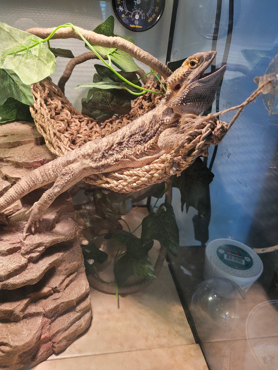 Storme_cloud's tweet image. I love hers. Striking a relaxing pose after her spa day. Poor girl layed her 2nd clutch of eggs (18 total) and was exhausted. 💖🥞