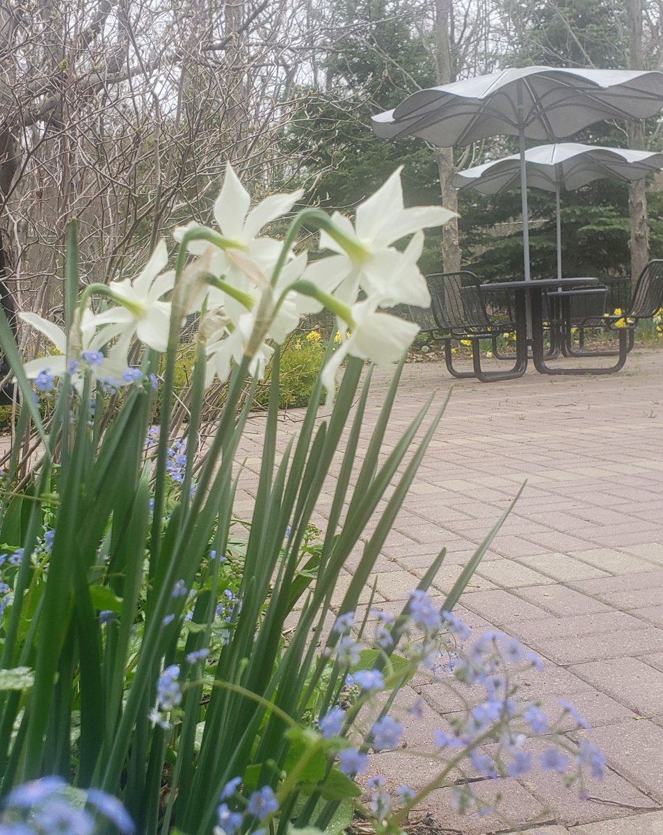 BTPL_MI's tweet photo. Despite a little snow, flowers are still blooming on the Adult Terrace. 🌷🌼🌺 #LibraryGardens #PureMichigan #BloomfieldTownshipMI https://t.co/qV1cs0ryJl