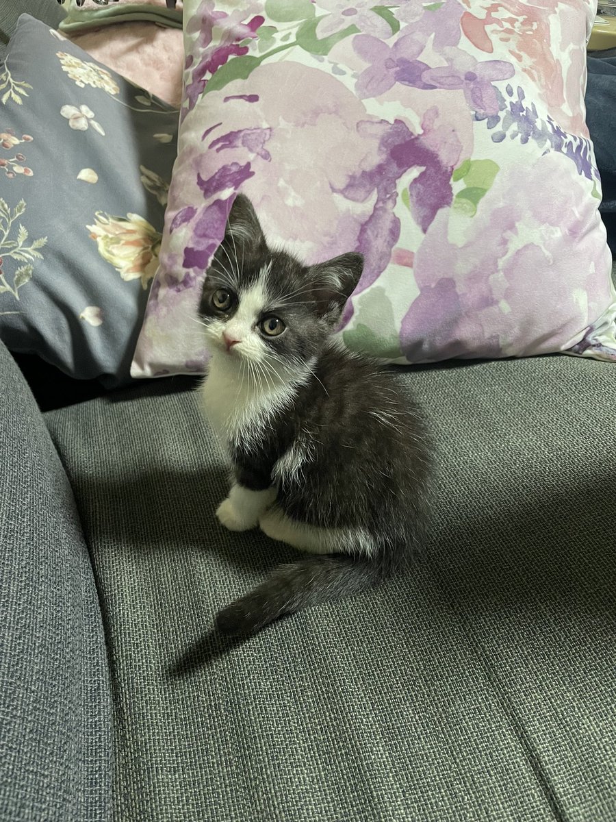 玉野 マタタビ亭子猫 tweet media