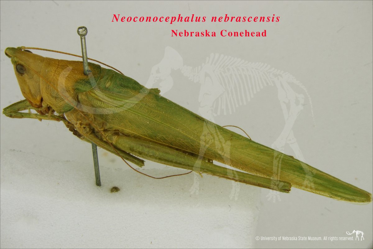 Morrill Hall (UNSM) tweet media