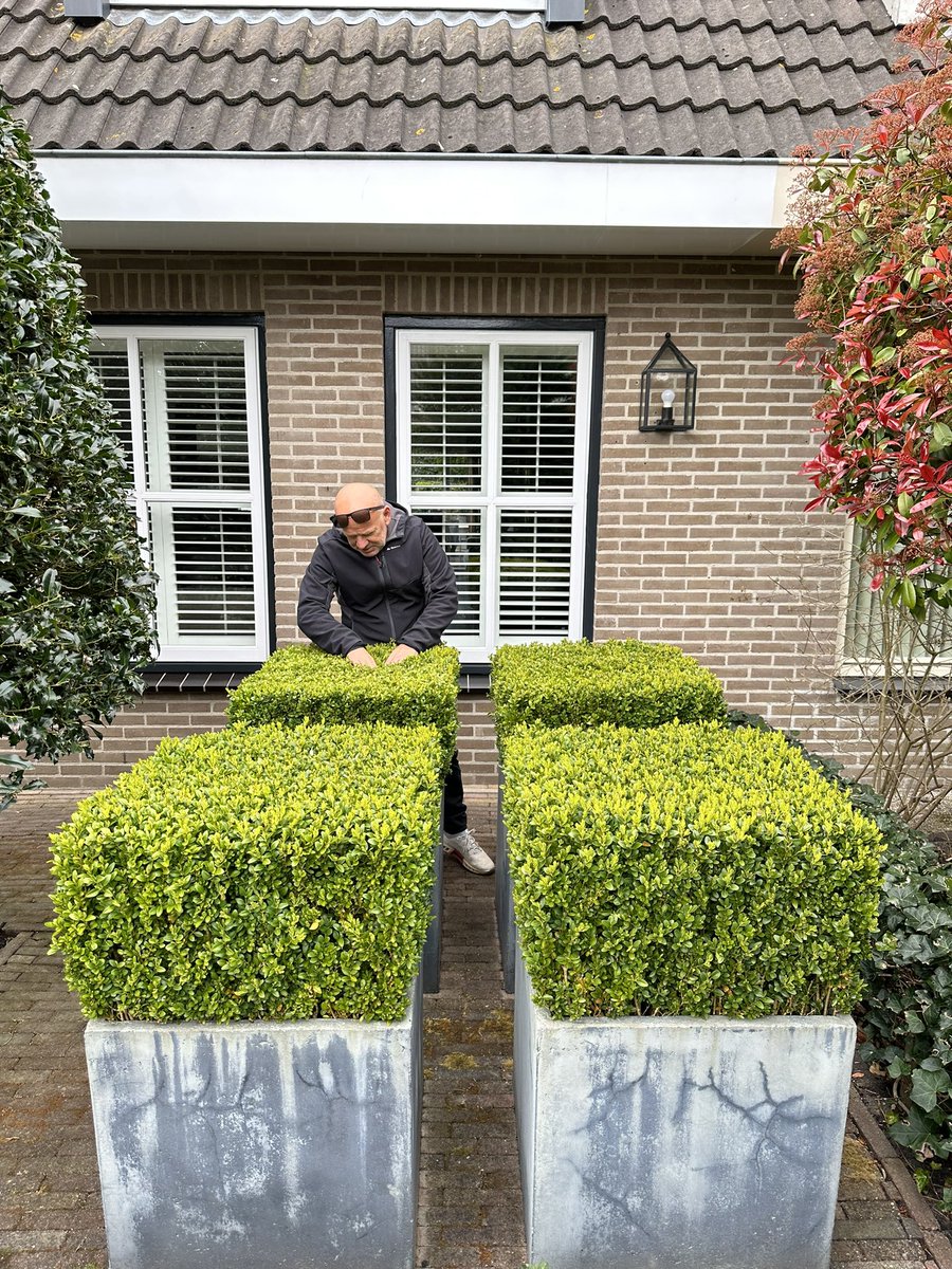 BuxusKing's tweet image. Amazing box in pot. It takes a lot of effort to have it look like this. Our compliments to the owner 👏🏼👏🏼
.
#buxus #boxwood #plant #gardening #gardeningtwitter #boxtree #gardeningtips #pot #topiary
