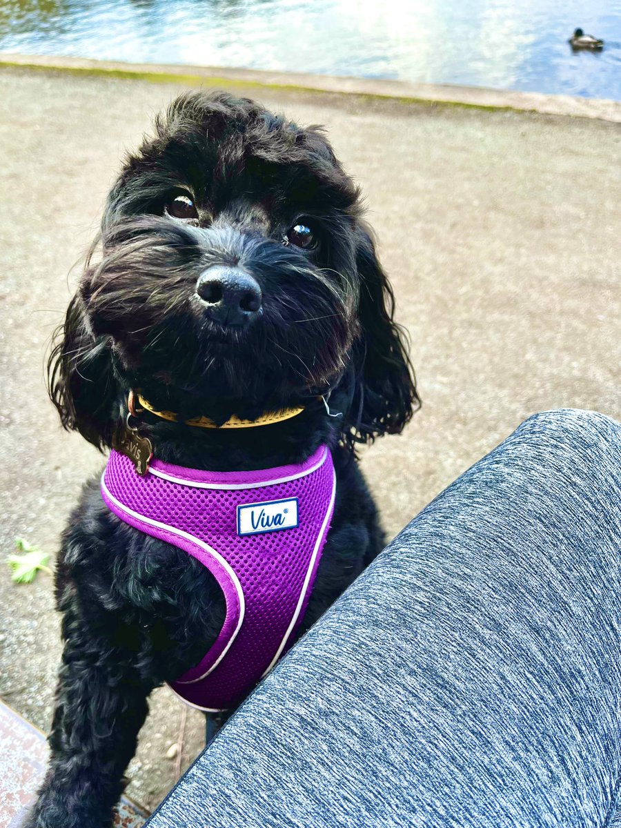 MollieDavis28's tweet image. When you need a break from assignment writing, a walk in sunshine with the pup definitely helps to clear the mind 🐕🦺☀️#headspace #firstassignment #anatomyandphysiology #ApprenticeSLT @WMISLT2
