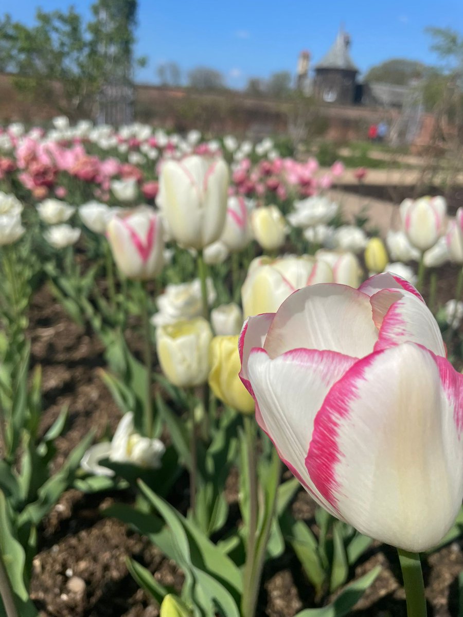 Sidley_OUAS's tweet photo. Tulips on a Tuesday
Today we hosted our first parent wellbeing group at the wonderful @RHSBridgewater in Salford. This is the first of monthly sessions we will be offering for our parents.
#RHSBridgewater #Salford #TuesdayGroup https://t.co/pqZVftpula