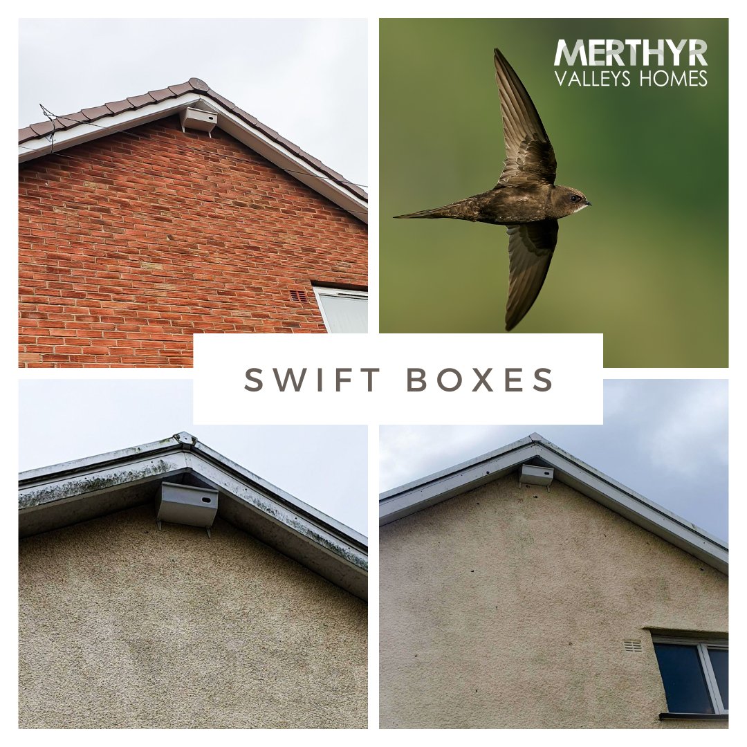 We have fitted 10 Swift boxes to give our declining Swift population a place to nest.

With old buildings being lost to demolition, Swift numbers have plummeted. In line with our #ClimateStrategy & biodiversity goals we are working with @RSPBCymru   to increase nesting sites.