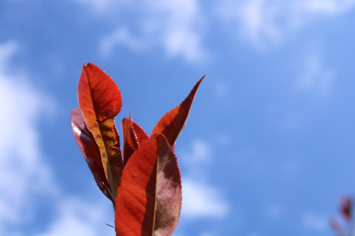 🌤 How lovely was it that the sun came out to welcome the boys back to school yesterday? The Click Club photographers made the most of the sunshine and took these incredible photos around the theme: sky🌤 #fhsandproud <a href="/Forest_HillSch/">Forest Hill School</a>