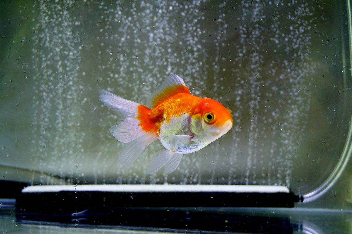 Little golden fish #cute #sonya5100 #watertank #water #かわいい #fish #aquarium #水族館 #金魚水槽 #photography  #love #underwater #underwaterworld #金魚のいる暮らし #金魚好きさんと繋がりたい