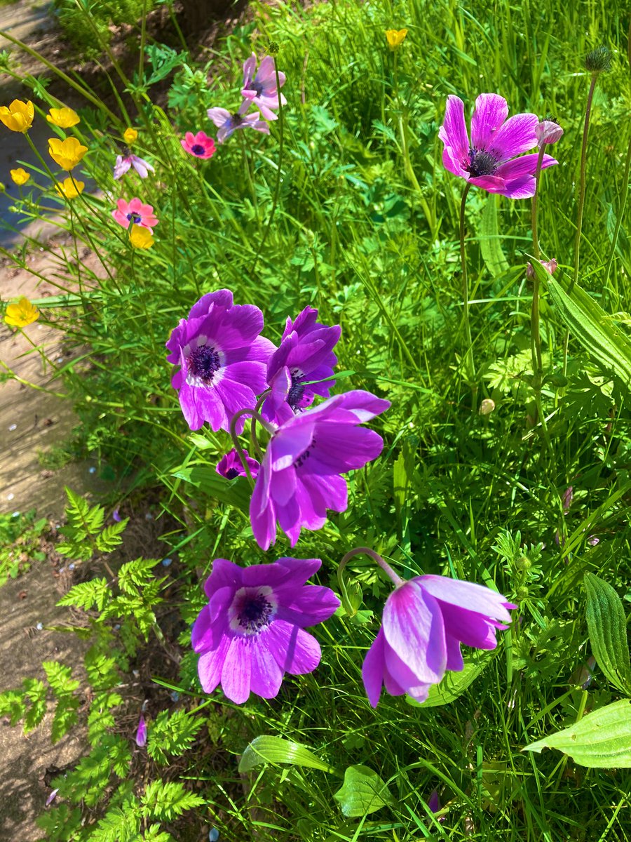 CAMH_UW's tweet photo. We know the benefits of being in nature are important for children &amp; young people’s well-being. We are lucky to have beautiful spaces on campus for mindful lunchtime walks for staff and students too. ☀️ https://t.co/hBtQkI2a1z