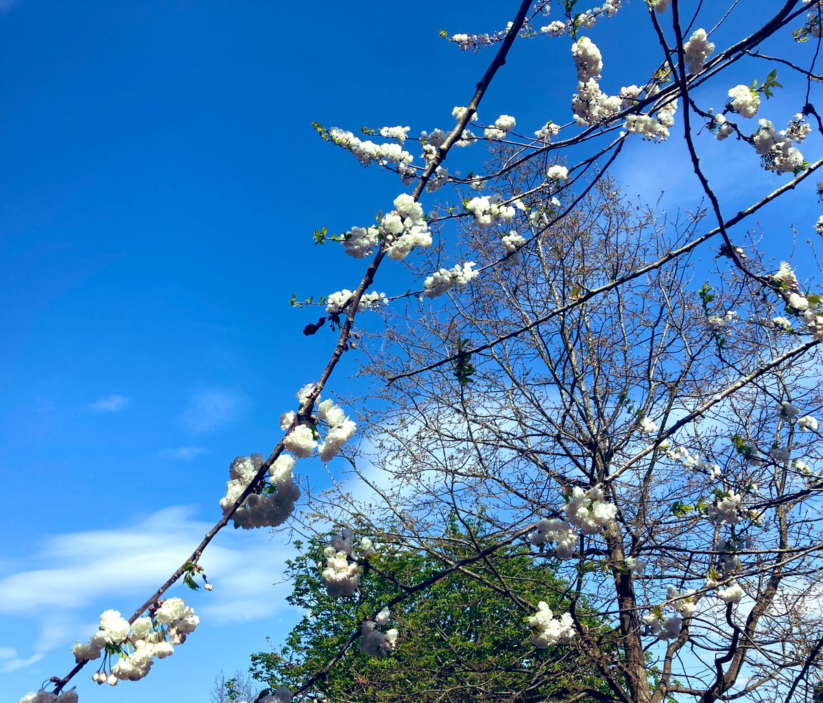 CAMH_UW's tweet photo. We know the benefits of being in nature are important for children &amp; young people’s well-being. We are lucky to have beautiful spaces on campus for mindful lunchtime walks for staff and students too. ☀️ https://t.co/hBtQkI2a1z