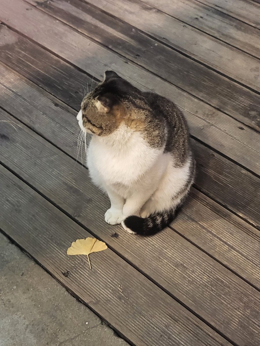 miyati002's tweet photo. 기다리���고 하면
얌전히 기다리고 있을게
너의 다리밑에서도
니가 허락할때까지 https://t.co/0tUHEFB8L0