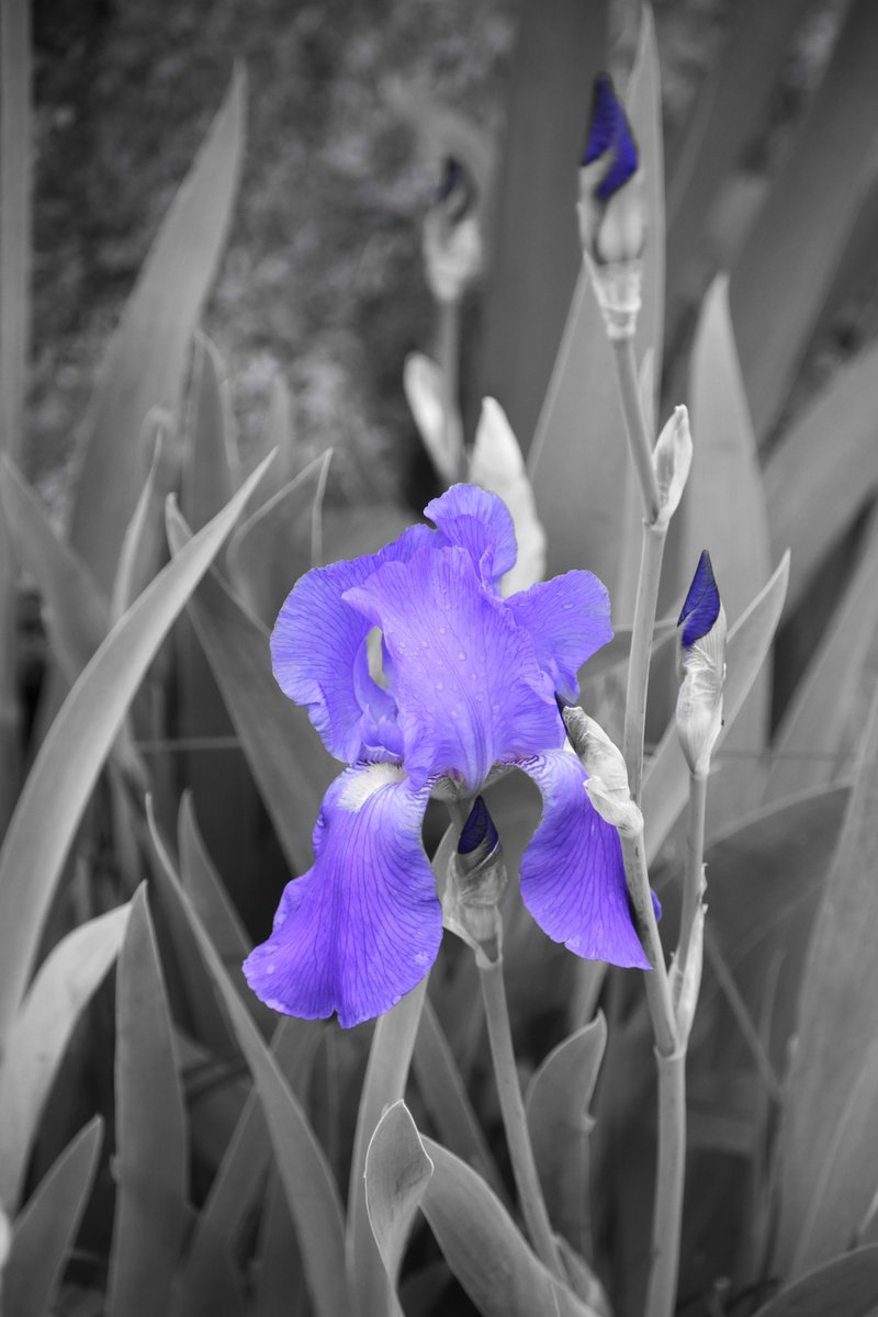 Blue Flag. #Flowers #flowerphotography #selectivecolor #nature #NaturePhotograhpy #naturelovers #SpringFlowers