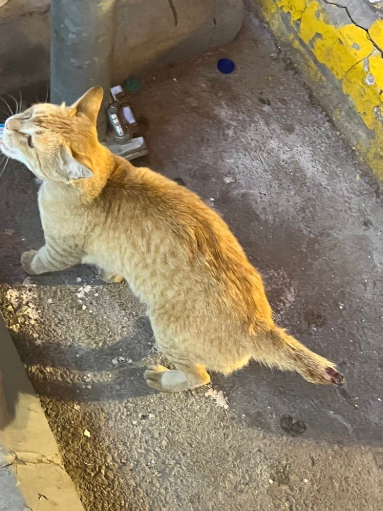 وليد بن مسعد 🇸🇦| #تبنى_لاتشتري tweet media