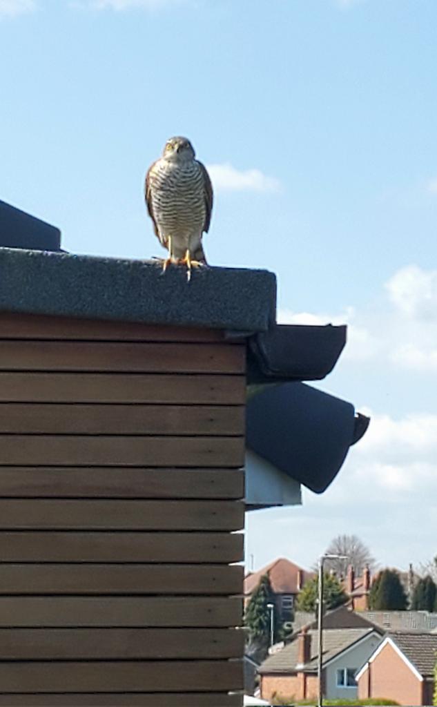 GellAndy's tweet photo. Followed this #Sparrowhawk on my bike as it hunted along a north Leeds street . Phone shot from 5m away. #urbanbirding #cyclebirding https://t.co/vXtVp3BME2