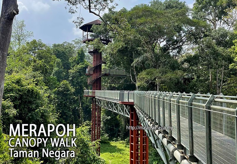 MalaysiaAsia's tweet photo. Canopy Walks of Malaysia (Updated 2023) with the all-new Merapoh Canopy Walk: https://t.co/rCFOi5rFoo #Malaysia #MalaysiaTrulyAsia #Merapoh #KualaLipis #TamanNegara #MerapohCanopyWalk #SungaiRelau https://t.co/MCzmkDZ83M