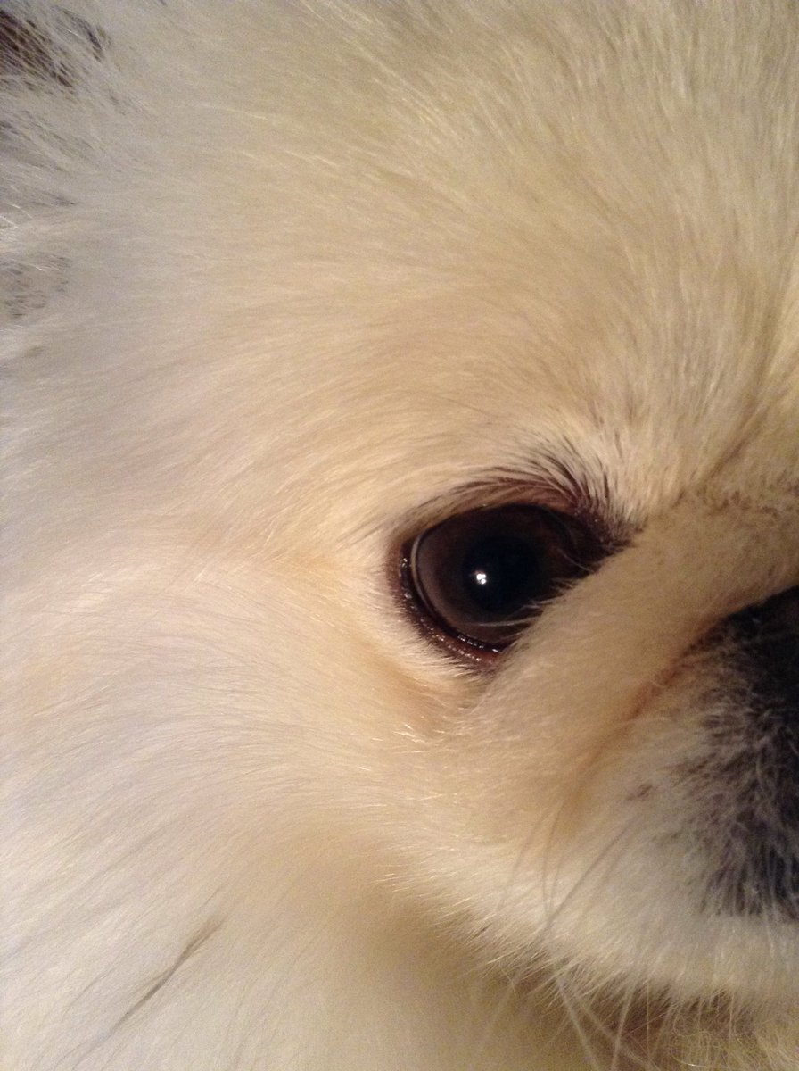 LilCaliGurl's tweet photo. Pupdate! Gud noos eye ulcer iz heal-n ober sum since furiday! 2 more weeks of drops till eye whitens up, he iz worried bout #pigmentarykeratitis
.
.
#caligurl #letsgoforaride #throughadogseyes #ihatethevets #dogtor #vetsoffice #Superficialulcer #cornea #Indolentulcer
. https://t.co/0Wt0pboUtq
