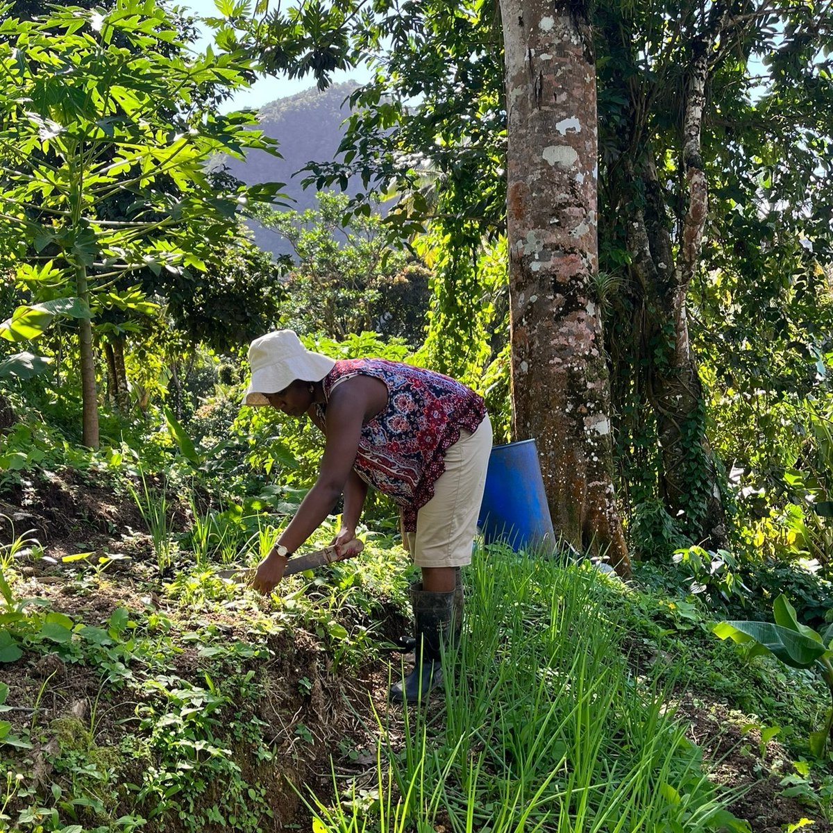 A new research project that aims to help provide solutions that will both improve population health and nutrition and ecological sustainability in small island states receives £2.9 in funding from <a href="/NIHRresearch/">National Institute for Health and Care Research</a>: bit.ly/3A8UCSL <a href="/NIHRresearch/">National Institute for Health and Care Research</a> @NigelUnwin <a href="/ECEHH/">ECEHH</a>