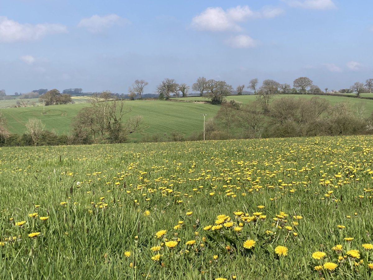 Finally ... sunshine revealing a field of gold! I've been gardening all day while huge bumblebees enjoy the flowers. Windy now and I'm tackling a mountain of weeds but I've made a little progress and I have to remind myself that's what is important. #dandelions #Derbyshire