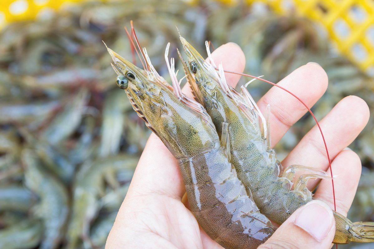 ASIC will attend this year's Seafood Expol Global 2023 show in Barcelona on April 25-27. 

We are happy to speak with you in person or schedule a meeting if you wish to learn more about the ASIC initiatives. We look forward to seeing you there! #SeafoodExpoGlobal2023 #SEG23