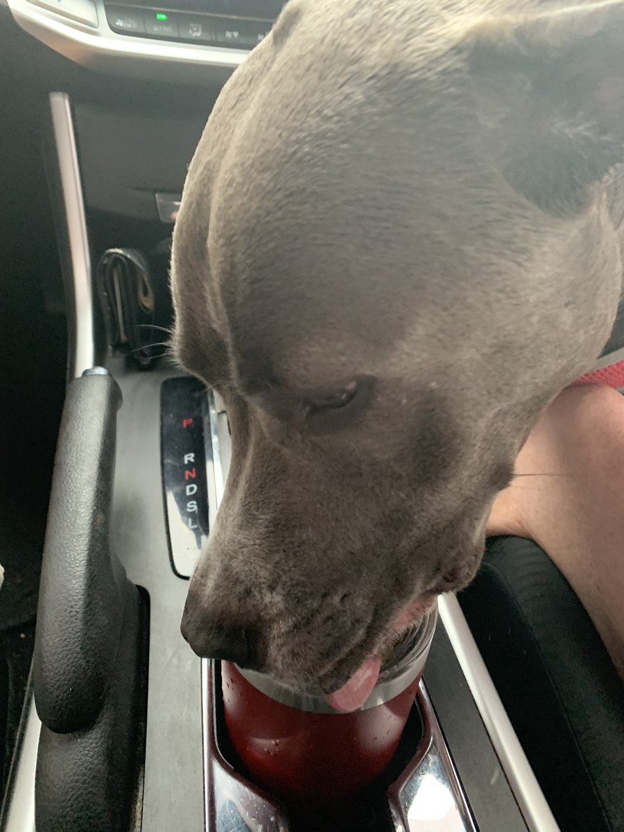 Tongue in cup Tuesday ❤️🐶🐾
#dogs #dogsoftwitter #DogsOnTwitter #CatsOfTwitter #woof #bark #dogsarefamily #pets #petslovers #doglovers #TOT