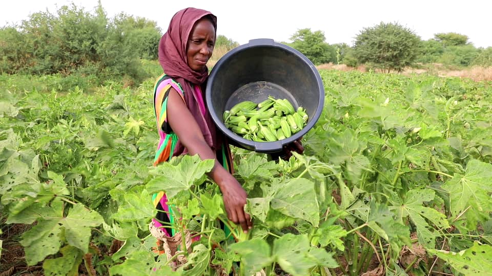 FIDAfriqueOuest's tweet photo. Les projets appuyés par le FIDA établissent une liaison entre les marchés, les services et les populations rurales pauvres afin que ces dernières puissent produire plus et gagner davantage. 

@Prodefi_Mr @padaersn @agrijeunes @GambiaRoots https://t.co/PM4PiMf2OG