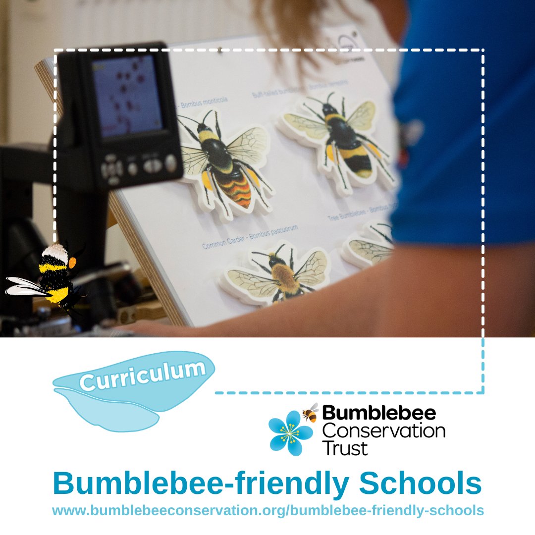 BumblebeeTrust's tweet photo. It’s time to get schools buzzing about bumblebees🐝🎓

Introducing Bumblebee-friendly Schools. The new scheme encourages positive actions that will make schools a better place for bumblebees and other wild pollinators👉 https://t.co/6gf72N05L3

Share and tag a school or teacher👇 https://t.co/YRkhdsHdVG