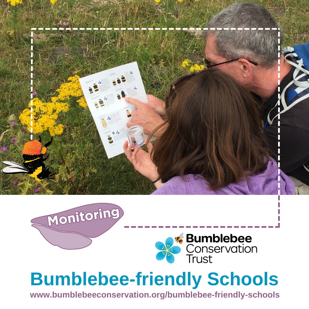 It’s time to get schools buzzing about bumblebees🐝🎓

Introducing Bumblebee-friendly Schools. The new scheme encourages positive actions that will make schools a better place for bumblebees and other wild pollinators👉 ow.ly/mPAE50NJgw5

Share and tag a school or teacher👇