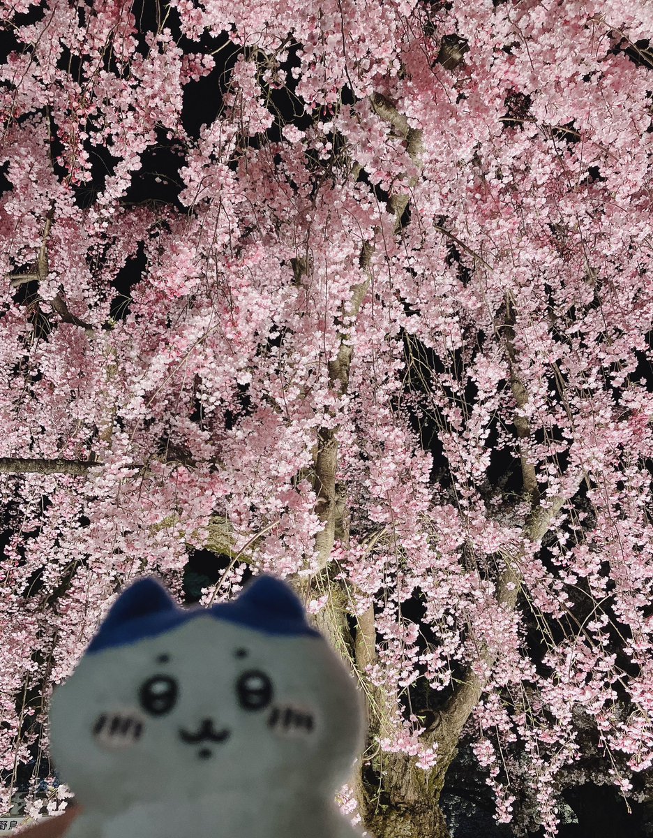 prkr_rai's tweet photo. 夜桜₍ᐢˊo̴̶̷̤  ̫ o̴̶̷̤ˋᐢ₎ｷﾚｲ https://t.co/kZXmfUYEaW