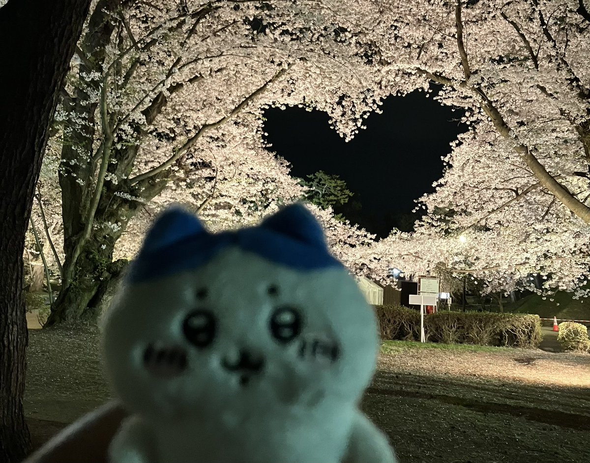 prkr_rai's tweet photo. 夜桜₍ᐢˊo̴̶̷̤  ̫ o̴̶̷̤ˋᐢ₎ｷﾚｲ https://t.co/kZXmfUYEaW