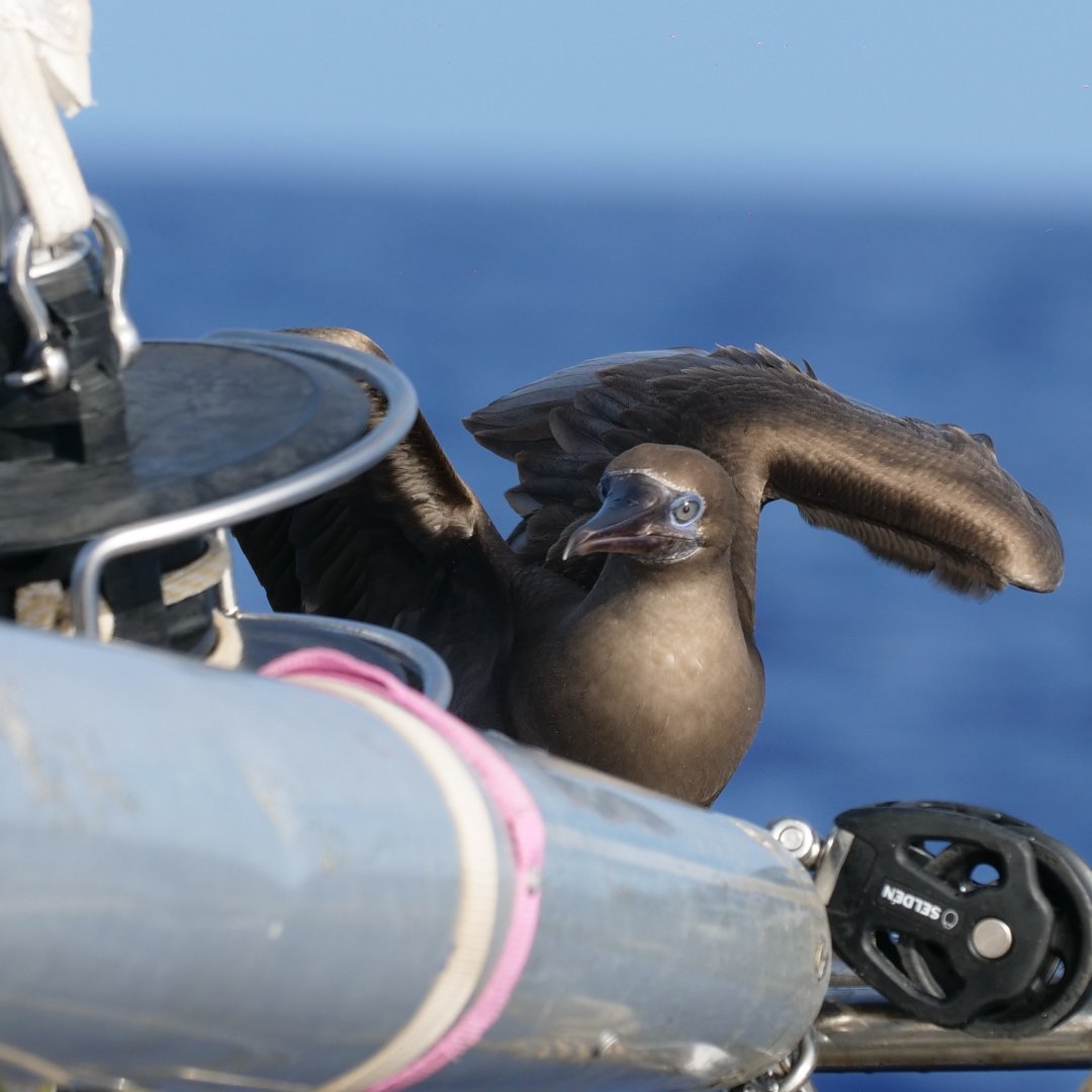 eXXpedition's tweet photo. A new study has discovered a new disease amongst #SeaBirds caused directly from #plasticpollution. Appropriately named plasticosis, it is caused by scarring from ingestion of plastic, which over time causes inflammation and disfigurement.

Read more here: https://t.co/yYegQWjK0U https://t.co/qRqjjUoCsa