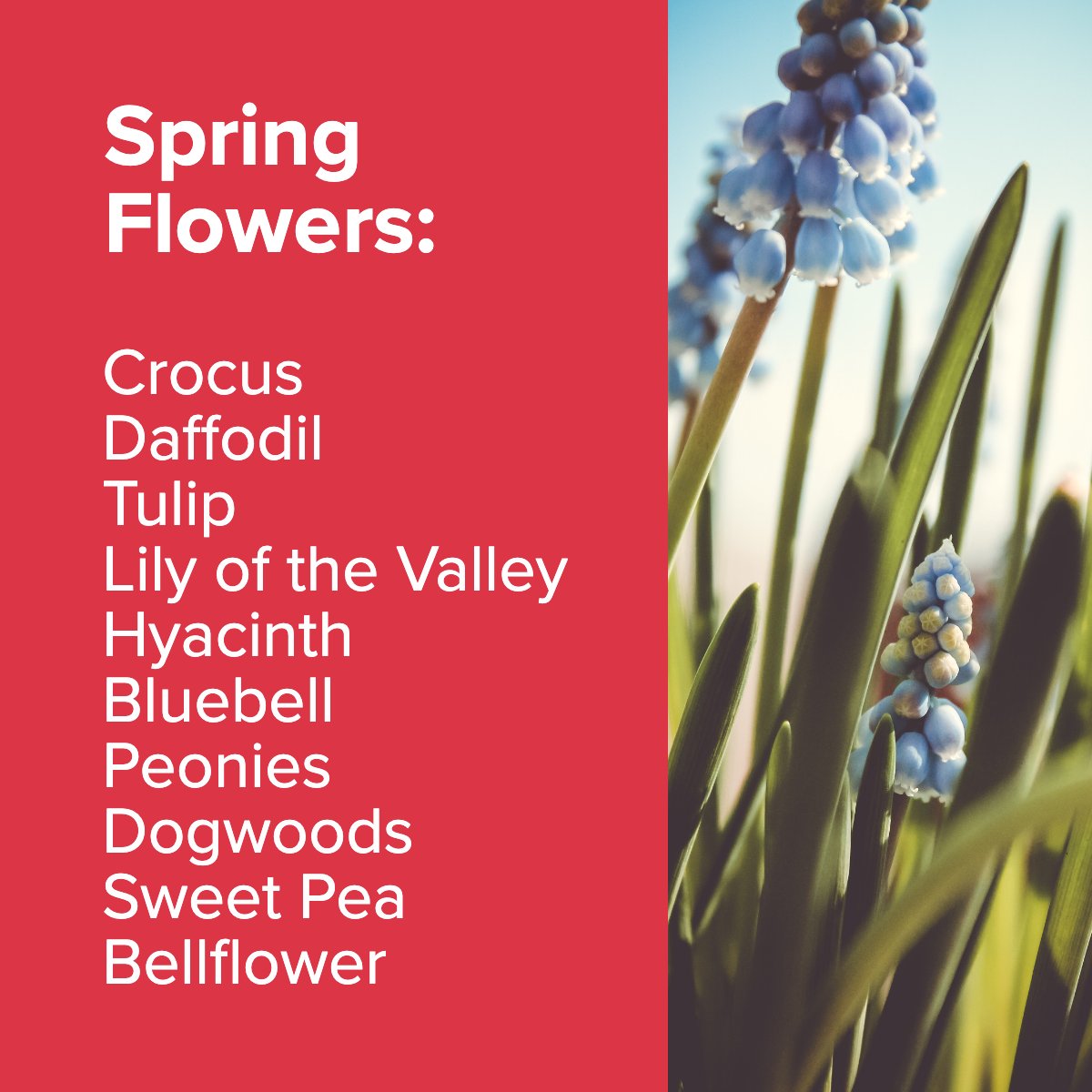 When spring arrives, why not welcome it with a garden full of blossoms to chase the winter blues away? 🌼🌺

#springflowers🌸   #flowersspringtime   #lovespringflowers   #springflowersblooming