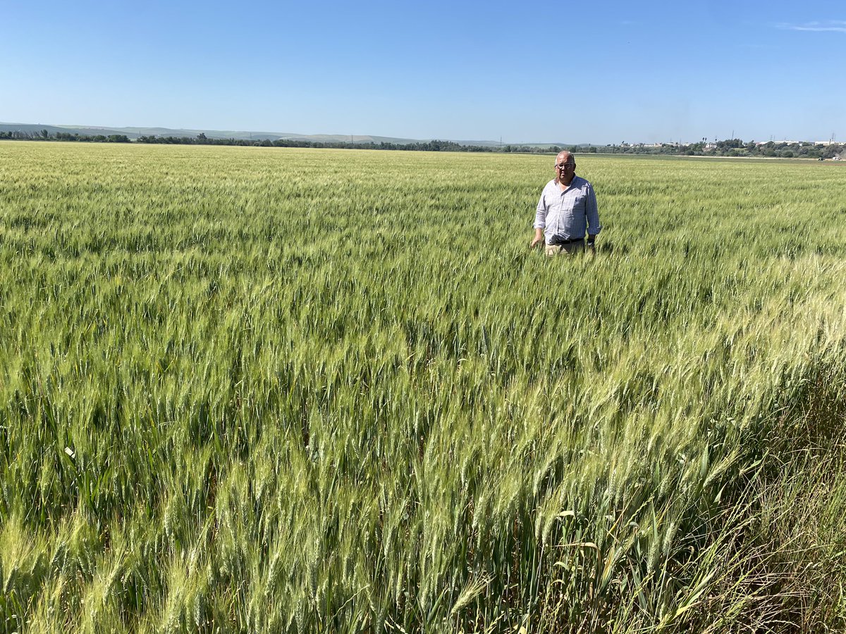 SolisMIgnacio's tweet photo. Muy buen comportamiento de las nuevas variedades de trigo harinero “Rota” y de trigo duro “Don Ortega” en la finca Chanciller (Córdoba). https://t.co/x9mWui04FW