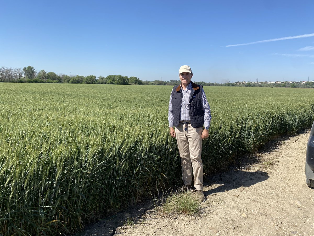 SolisMIgnacio's tweet photo. Muy buen comportamiento de las nuevas variedades de trigo harinero “Rota” y de trigo duro “Don Ortega” en la finca Chanciller (Córdoba). https://t.co/x9mWui04FW