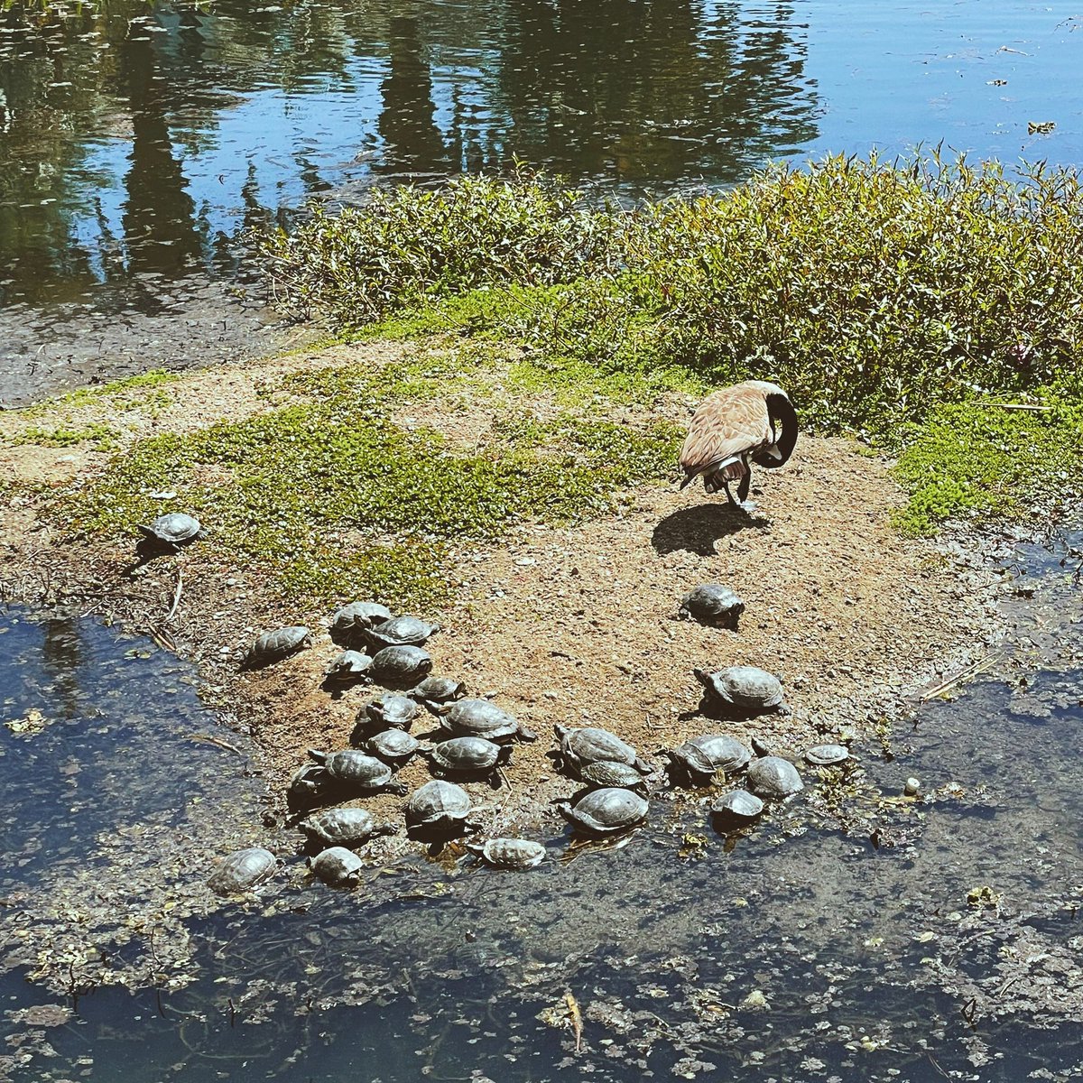 mindshawk's tweet photo. Not sure if you know this, but uh, yeah, it's TURTLE SEASON in Los Angeles. Head on down to ECHO PARK LAKE. #turtles #spring #party #turtleparty https://t.co/Ja2e61F2Xe