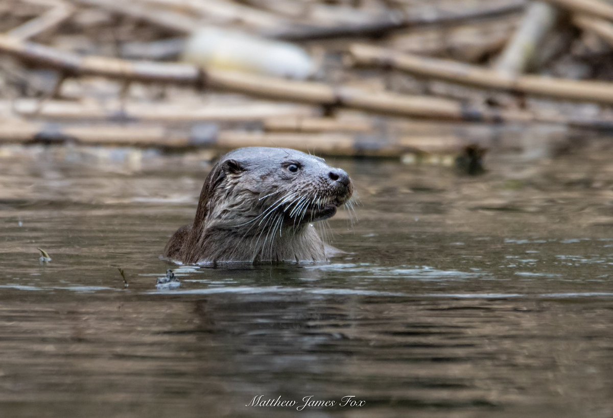 On the River Cynon yesterday. 

#otter #otters #ottersofinstagram #mammal #river #rivercynon #nature #naturephotography #wildlife #wildlifephotography #wales #welshwildlife #mountainash