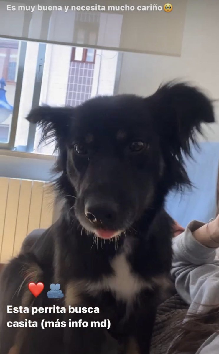 Paauuliix_'s tweet photo. Esta perrita busca un hogar donde la den mucho cariño y la cuiden muy bien.
Esta en Portugalete.
Se agradece difusión a ver si entre todos podemos buscarle una nueva familia!
Gracias. https://t.co/boPirt7Ao2