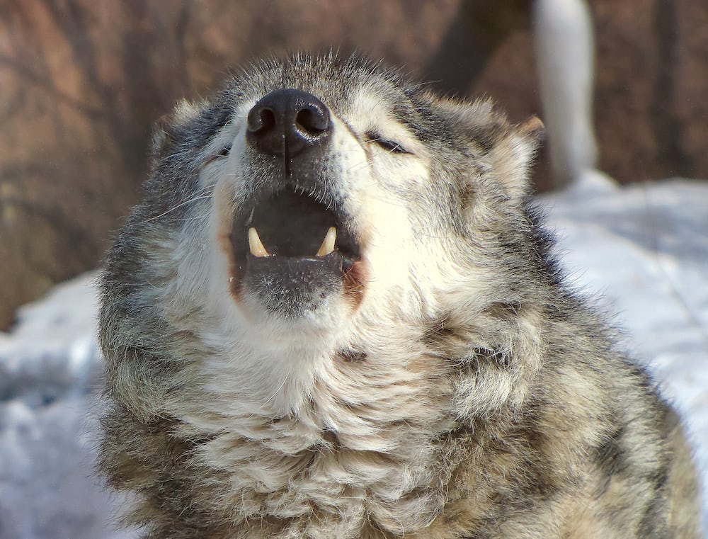 wolfrescues22's tweet photo. #wolf #savewolf @wolfrescues22
@nywolforg https://t.co/17xhsR1WnQ