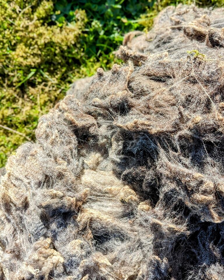 Jamieson_Smith's tweet image. Today the sun is shining here in Lerwick and it feels like Spring is underway! Beautiful coloured fleece in the Wool store, blue skies at the Brokers and Combed tops in the shop. ♥️

 #jamiesonandsmith #shetlandwool #thewoolbrokers #realshetlandwool #she… instagr.am/p/CrLkZX7K_xB/