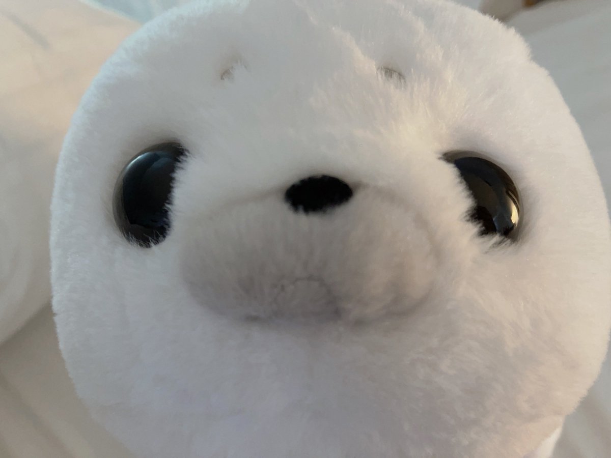 shxtou's tweet photo. Woke up cuddling this weird little guy 💜 https://t.co/SncpqWQ37d