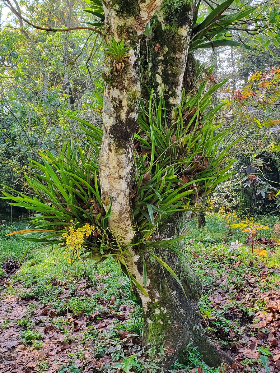 MarianneBertr57's tweet photo. Here's an #orchid laden tree outside of #xicoveracruzmx 
As you can see, #Oncidium #flordemayo is growing, en situ, in an ancient clump and is about to burst forth in #DancingLadies 
#FelizMartesATodos 
#HappyTuesday 
#VivaMexico
📸 foto by Scott https://t.co/CMmlp6M3p7