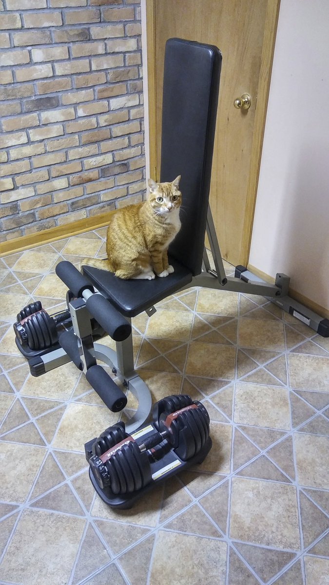 Marmalade isn’t picky, he’ll steal any chair!! 😸

#NationalExerciseDay #Workout #CatLogic #Cats