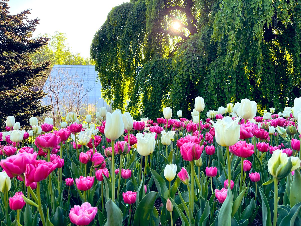 ErinPant's tweet photo. Tuesday morning tulips at Brookside Gardens. 🌷 https://t.co/tkPHNptipy
